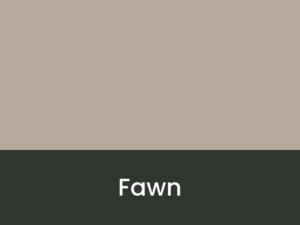 Fawn